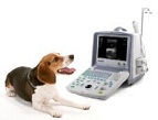 Portable Veterinary Ultrasound 3
